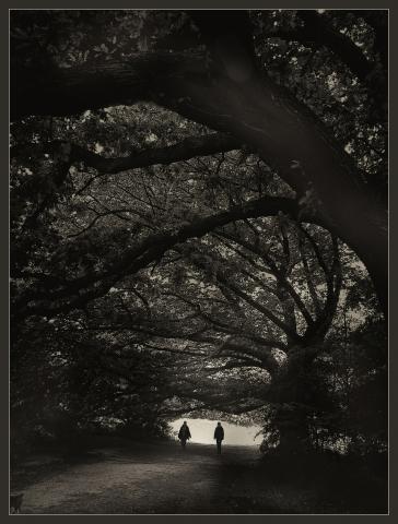 1st Place Meir Berk - Tree Tunnel