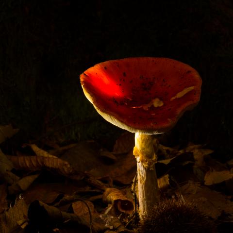3rd place - David Loebell - Toadstool